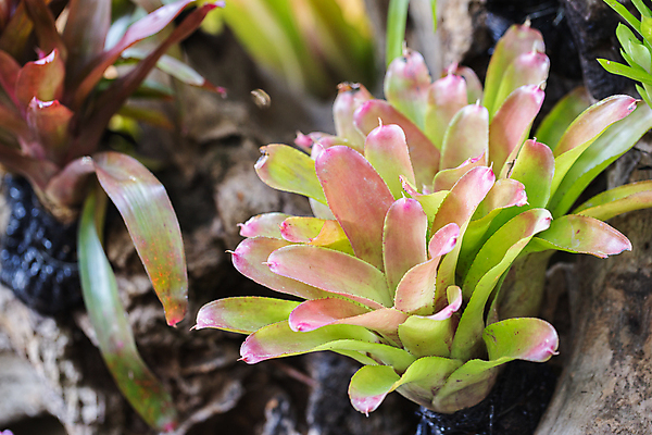 포토 JPG 해외이미지 식물 계절 꽃 여행 백그라운드 컨셉 꽃무늬 밭 자연 휴식 건강 풍경 사람없음 야외 여름 파란색 컬러풀 햇빛 태양 약 머리 정원 보라색 일몰 벚꽃 흰색 개화 닫기 선택 다발 허브 제비꽃 향기 아로마 부드러움 아로마테라피 내추럴 해외포토 자연요소 컬러 무늬 농업 의학 모션 신체부위 노을 감각 생태계 냄새 테라피 파일형식 이미지허브