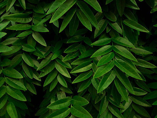 포토 JPG 해외이미지 백그라운드 잎 패턴 벽지 사람없음 초록색 내추럴 해외포토 식물 컬러 무늬 파일형식 이미지허브