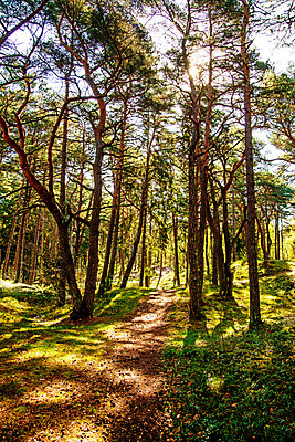 포토 JPG 해외이미지 나무 백그라운드 자연 휴가 휴식 그림자 풍경 사람없음 야외 목재 초록색 빛 태양 걷기 환경 맑음 보행자 숲 지역 폴란드 내추럴 발트해 방법 해외포토 자연요소 식물 유럽 바다 컬러 컨셉 재료 모션 날씨 북유럽 생태계 파일형식 이미지허브