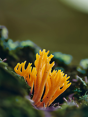 포토 JPG 해외이미지 모양 나무 계절 백그라운드 잎 오렌지 자연 그림자 이끼 서기 사람없음 목재 초록색 빛 컬러풀 갈색 노란색 견본 사진촬영 버섯 놀람 다양 성장 가을 산호 숲 날씬함 생물학 뿌리 젤리 질서 내추럴 곰팡이 삼림지대 특별함 회원 끈적임 해외포토 식물 교육 감정 컬러 다수 컨셉 과일 재료 모션 디저트 표정 촬영 예절 자포동물 몸매 생태계 파일형식 이미지허브