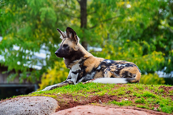 포토 JPG 해외이미지 동물 공원 야생동물 포유류 아프리카 종류 사람없음 게임 흰색 그리기 개 육식동물 팩 사냥꾼 멸종 늑대 남쪽 보츠와나 전국 해외포토 직업 공공시설 나라 컬러 모션 놀이 화장품 방향 파일형식 이미지허브