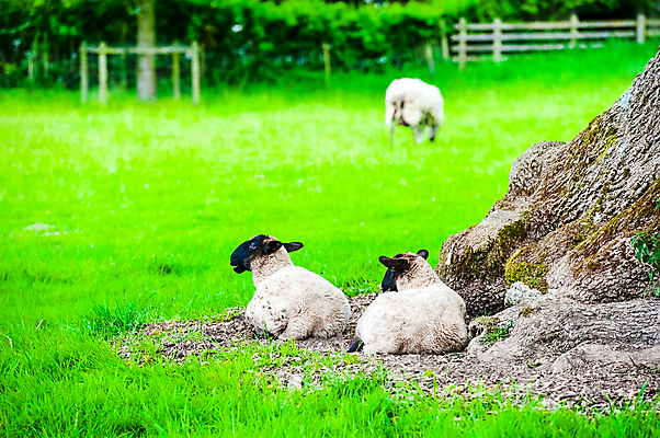 포토 JPG 해외이미지 동물 얼굴 밭 농업 자연 털 풍경 사람없음 야외 초록색 여름 농장 농경지 가축 시골 양 방목 양고기 양모 밭일 해외포토 계절 산업 컬러 포유류 육류 신체부위 직물 축산업 생태계 파일형식 이미지허브