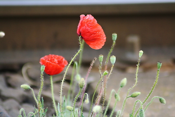 포토 JPG 해외이미지 식물 꽃 백그라운드 패턴 비즈니스 탁자 추상 주택 미술 사람 앉기 사람없음 사무실 알약 장미 파티 케이크 방 생일 닫기 작음 양귀비 고립 해외포토 기념일 가구 무늬 모션 문화예술 디저트 이벤트 건물 약 크기 파일형식 이미지허브