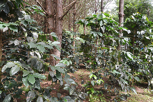 포토 JPG 해외이미지 나무 식물 산업 아시아 커피 음료 음식 잎 농업 자연 콩 사람없음 야외 빨간색 초록색 농작물 농장 원두 수확 성장 나뭇가지 신선 뜨거움 굽기 유기농 날것 북쪽 밭일 생태학 숙성 아라비카 카페인 해외포토 웰빙 교육 나라 컬러 곡류 구이 방향 생태계 파일형식 이미지허브