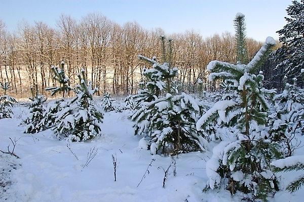 포토 JPG 해외이미지 나무 계절 여행 크리스마스 겨울 자연 날씨 풍경 사람없음 야외 목재 초록색 파란색 맑음 냉동 얼음 하이킹 추위 흰색 나뭇가지 소나무 황무지 숲 시원함 북극 서리 장면 상록수 전나무 산악지대 폭설 눈내림 가문비나무 해외포토 자연요소 식물 기념일 컬러 재료 레저 산 눈_날씨 자연재해 극지방 생태계 파일형식 이미지허브
