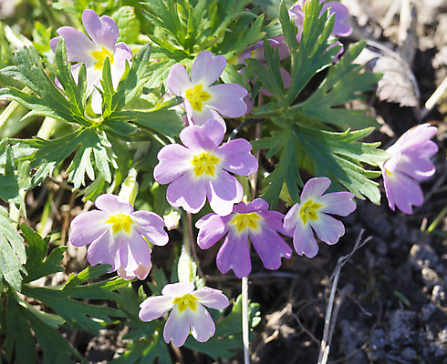포토 JPG 해외이미지 식물 계절 꽃잎 꽃 분홍색 백그라운드 잎 자연 부활절 사람없음 장식 초록색 빛 컬러풀 보라색 봄 들꽃 벚꽃 신선 개화 주식 큼 원예 향기 부드러움 프리뮬러 해외포토 기념일 컬러 취미 금융 감각 크기 생태계 냄새 파일형식 이미지허브