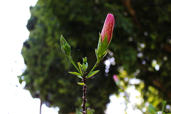 포토 JPG 해외이미지 식물 꽃 줄기 잎 꽃무늬 가족 자연 사람없음 옆모습 빨간색 초록색 머리 활발 개화 닫기 싱글 꽃가루 고립 꽃수술 아욱 히비스커스 해외포토 뷰포인트 컬러 컨셉 무늬 관계 모션 신체부위 가루 생태계 파일형식 이미지허브