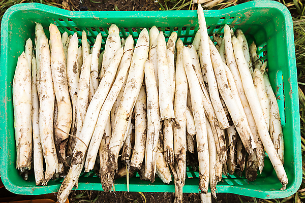 포토 JPG 해외이미지 식물 직업 계절 산업 음식 밭 농업 다이어트 채소 노동자 건강 사람 사람없음 농작물 농장 농경지 수확 성장 흰색 신선 업무 선택 농부 땅 종업원 유기농 생물학 아스파라거스 날것 내추럴 땅바닥 밭일 정책 이민 세련 해외포토 웰빙 교육 컬러 이동 컨셉 바닥 작업 파일형식 이미지허브