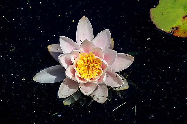 포토 JPG 해외이미지 식물 꽃 백그라운드 잎 자연 연꽃 사람없음 빨간색 초록색 물 여름 빛 노란색 정원 어둠 봄 벚꽃 흰색 연못 백합 내추럴 패드 이국적 해외포토 자연요소 계절 컬러 생태계 파일형식 이미지허브