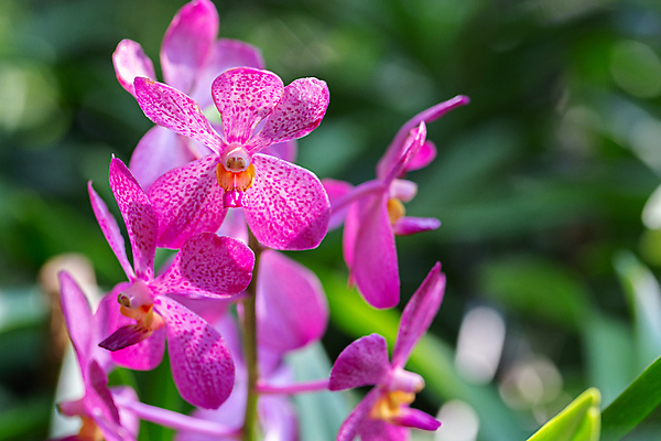 포토 JPG 해외이미지 식물 계절 꽃잎 꽃 줄기 분홍색 꽃다발 백그라운드 잎 꽃무늬 자연 발렌타인데이 사람없음 장식 초록색 컬러풀 노란색 정원 보라색 봄 벚꽃 흰색 신선 개화 난초 제비꽃 내추럴 이국적 해외포토 컬러 무늬 데이이벤트 생태계 파일형식 이미지허브