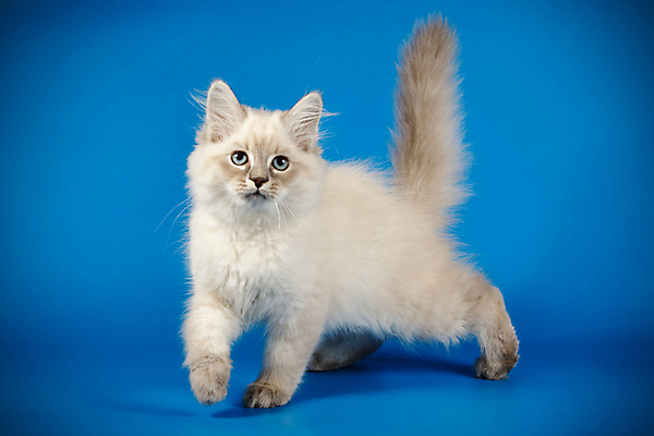 포토 JPG 해외이미지 한마리 사람없음 파란색 반려동물 고양이 네바마스커레이드 해외포토 동물 1 컬러 포유류 파일형식 이미지허브