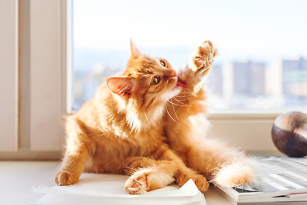 포토 JPG 해외이미지 동물 포유류 털 사람없음 빨간색 빛 반려동물 햇빛 고양이 핥기 혀 솜털 생강 그루밍 안락 해외포토 컬러 컨셉 채소 모션 태양 입 파일형식 이미지허브