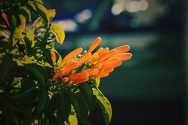 포토 JPG 해외이미지 식물 꽃잎 꽃 백그라운드 잎 꽃무늬 오렌지 자연 따뜻함 사람없음 야외 초록색 컬러풀 태양 노란색 정원 봄 벚꽃 내추럴 오리지널 해외포토 자연요소 계절 컬러 무늬 과일 생태계 파일형식 이미지허브