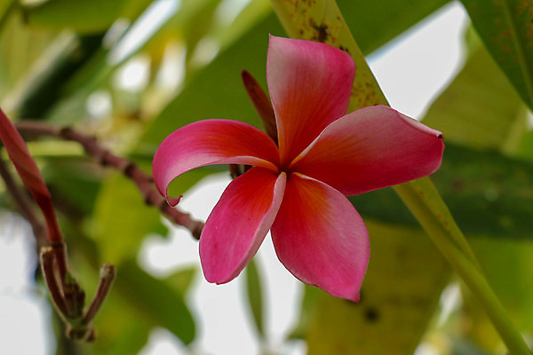 포토 JPG 해외이미지 나무 식물 꽃잎 꽃 분홍색 꽃다발 백그라운드 잎 꽃무늬 자연 휴식 사람없음 장식 빨간색 초록색 컬러풀 노란색 정원 스파 봄 벚꽃 흰색 신선 개화 다발 심볼 향수 향기 발리 내추럴 이국적 하와이인 해외포토 외국인 계절 컬러 섬 컨셉 무늬 화장품 생태계 냄새 인도네시아 파일형식 이미지허브