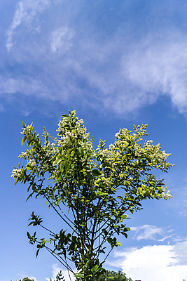 포토 JPG 해외이미지 나무 식물 계절 공원 꽃잎 꽃 잎 꽃무늬 자연 사람없음 장식 초록색 정원 봄 벚꽃 흰색 개화 관목 내추럴 해외포토 공공시설 컬러 무늬 생태계 파일형식 이미지허브