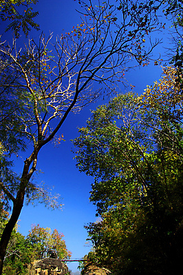 포토 JPG 해외이미지 나무 잎 태국 사람없음 해외포토 식물 아시아 파일형식 이미지허브
