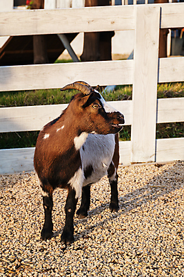 포토 JPG 해외이미지 동물 행복 밭 농업 포유류 자연 하늘 염소 사람없음 야외 목재 울타리 농장 가축 시골 방목 네덜란드 미니 밭일 반추동물 해외포토 나무 감정 유럽 산업 재료 담장 축산업 생태계 파일형식 이미지허브