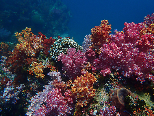 포토 JPG 해외이미지 동물 척추동물 야생동물 바다 자연 어류 풍경 사람없음 물 컬러풀 바닷속 수중 산호 생태계 다이빙 해외포토 자연요소 컬러 수영 수중동물 자포동물 수중스포츠 파일형식 이미지허브