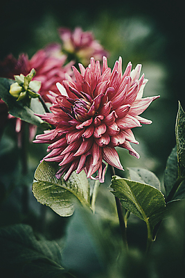 포토 JPG 해외이미지 식물 계절 꽃잎 꽃 분홍색 잎 자연 날씨 사람없음 여름 정원 벚꽃 달리아 해외포토 컬러 생태계 파일형식 이미지허브