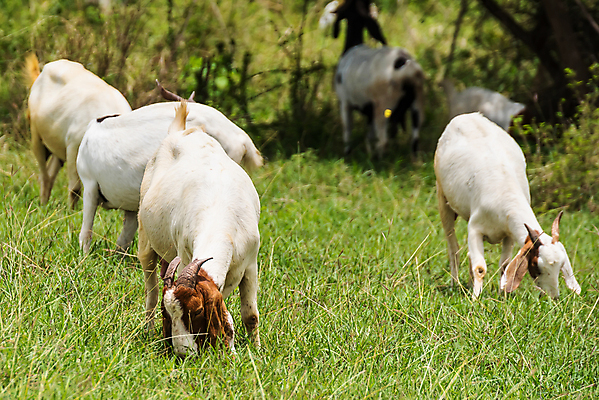 포토 JPG 해외이미지 동물 행복 백그라운드 밭 농업 포유류 태국 자연 염소 사람없음 야외 초록색 컬러풀 농장 농경지 걷기 마을 환경 가축 목장 농촌 시골 신선 그룹 양치기 군중 방목 땅 먹기 내추럴 밭일 수유 찰과상 해외포토 직업 감정 산업 아시아 컬러 모션 사람 축산업 상처 생태계 파일형식 이미지허브