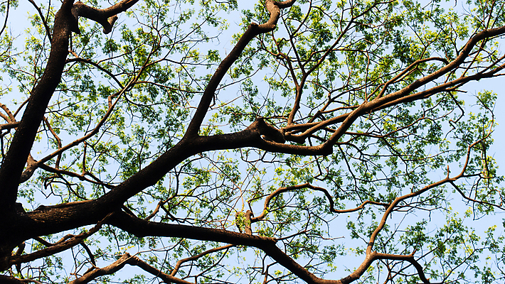 포토 JPG 해외이미지 나무 계절 꽃잎 꽃 실루엣 백그라운드 잎 자연 하늘 새로움 사람없음 야외 아웃포커스 장식 초록색 여름 파란색 하이앵글 컬러풀 햇빛 맑음 봄 성장 벚꽃 가을 신선 숲 8월 해외포토 식물 뷰포인트 컬러 컨셉 날씨 촬영기법 태양 날짜 생태계 파일형식 이미지허브