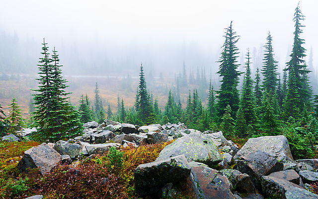 포토 JPG 해외이미지 나무 계절 공원 야생동물 잎 북아메리카 겨울 자연 날씨 풍경 사람없음 야외 목재 초록색 환경 냉동 얼음 추위 안개 바위 나뭇가지 신선 소나무 숲 내추럴 뿌연 그리너리 해외포토 자연요소 식물 동물 공공시설 컬러 재료 아메리카 돌_바위 생태계 파일형식 트랜드컬러 이미지허브