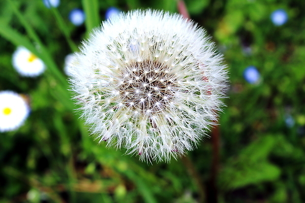 포토 JPG 해외이미지 식물 꽃 과일 자연 사람없음 개화 닫기 민들레 숙성 해외포토 모션 생태계 파일형식 이미지허브