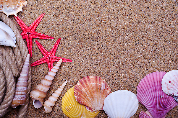 포토 JPG 해외이미지 계절 별 모래 바다 섬 여행 백그라운드 자연 휴가 조개 열대 불가사리 프레임 어류 해변 사람없음 야외 우주 맑음 껍질 수집 질감 기념품 내추럴 구성 파라다이스 해외포토 자연요소 날씨 어패류 극피동물 수중동물 오브젝트 생태계 파일형식 이미지허브