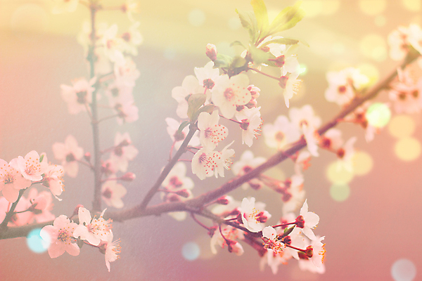 포토 JPG 해외이미지 나무 식물 디자인 계절 공원 꽃 분홍색 백그라운드 잎 꽃무늬 자연 벽지 추상 부활절 미술 사람없음 빨간색 여름 빛 컬러풀 태양 노란색 우주 정원 맑음 봄 벚꽃 신선 질감 보케 부드러움 공상 내추럴 블러 파스텔톤 필터 스타일 해외포토 자연요소 공공시설 기념일 컬러 무늬 날씨 문화예술 감각 생태계 파일형식 이미지허브