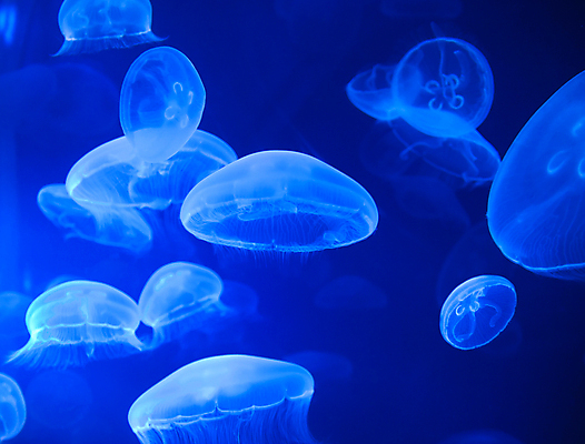 포토 JPG 해외이미지 여러마리 사람없음 파란색 바닷속 수중동물 자포동물 해파리 해외포토 동물 컬러 다수 수중 파일형식 이미지허브