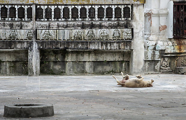 포토 JPG 해외이미지 전통 디자인 행복 아시아 종교 상징 조각 불교 동양인 사람없음 야외 장식 우주 기쁨 바위 기도 깃발 사찰 바퀴 개 심볼 정사각형 영토 롤 쇼 신성 지역 네팔 타운 거짓말 사리탑 옛날 카트만두 해외포토 도형 감정 나라 포유류 종교건축 인종 탑 돌_바위 도시 파일형식 이미지허브