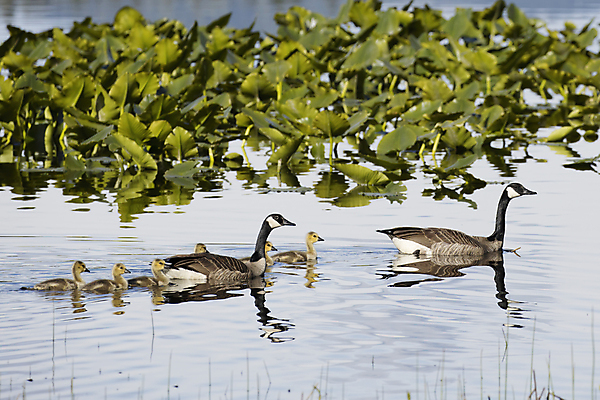 포토 JPG 해외이미지 동물 계절 호수 야생동물 백그라운드 자연 조류 병아리 사람없음 야외 초록색 물 갈색 노란색 봄 자녀 시골 아기 신생아 작음 깃털 부리 거위 솜털 물새 서식지 내추럴 동물상 해외포토 자연요소 컬러 사람 조형물 크기 생태계 파일형식 이미지허브