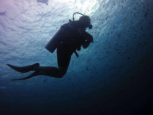 포토 JPG 해외이미지 동물 아시아 야생동물 스포츠 바다 섬 여행 학교 태국 자연 낚시 어류 한명 풍경 물 파란색 바닷속 수중 수영 잠수부 땅 생태계 다이빙 내추럴 깊이 파라다이스 해외포토 자연요소 1 교육 나라 컬러 레저 사람 수중동물 수상스포츠 전문직 수중스포츠 파일형식 이미지허브