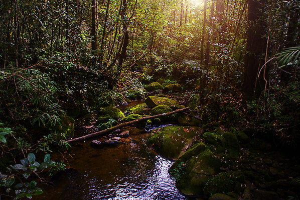 포토 JPG 해외이미지 나무 식물 공원 아시아 백그라운드 잎 자연 아침 실내 풍경 사람없음 야외 목재 초록색 햇빛 환경 성장 나뭇가지 숲 열대우림 문학 멀리 동쪽 남쪽 말레이시아 내추럴 깊이 옛날 환상 해외포토 주간 공공시설 나라 컬러 컨셉 재료 내부 태양 방향 생태계 파일형식 이미지허브