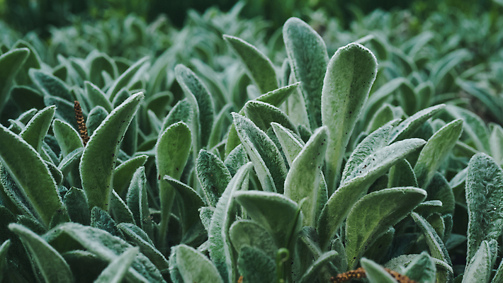 포토 JPG 해외이미지 식물 디자인 계절 공원 꽃 백그라운드 잎 꽃무늬 패턴 자연 표면 사람없음 야외 장식 초록색 파란색 정원 봄 성장 덮개 흰색 신선 개화 은색 수분 질감 귀 부드러움 솜털 내추럴 비잔틴 영원 해외포토 공공시설 컬러 무늬 신체부위 뚜껑 감각 생태계 제국 파일형식 이미지허브