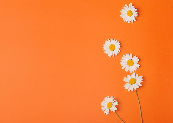 포토 JPG 해외이미지 식물 꽃잎 꽃 꽃무늬 자연 프레임 사람없음 초록색 여름 파란색 노란색 봄 벚꽃 흰색 신용카드 P 데이지 고립 캐모마일 해외포토 알파벳 계절 컬러 무늬 금융 허브 생태계 파일형식 이미지허브