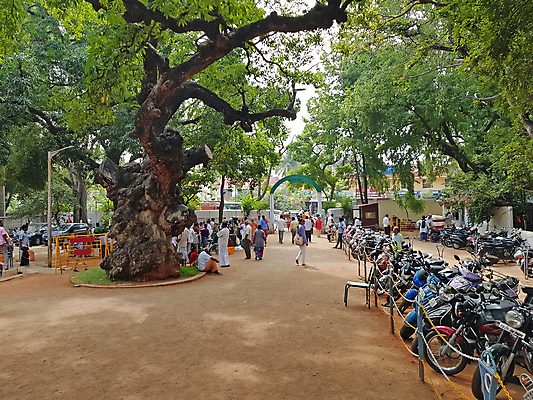 포토 JPG 해외이미지 나무 전통 종교 문화 건축양식 사람없음 야외 건물 영혼 성자 인도인 명상 예배 신성 세이지 숭배 옛날 힌두교 해외포토 외국인 식물 건축물 건축 동양인 파일형식 이미지허브