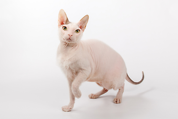 포토 JPG 해외이미지 한마리 실내 서기 사람없음 반려동물 손들기 귀여움 고양이 흰배경 스핑크스고양이 반려묘 해외포토 동물 1 백그라운드 컨셉 포유류 모션 내부 흰색 파일형식 이미지허브