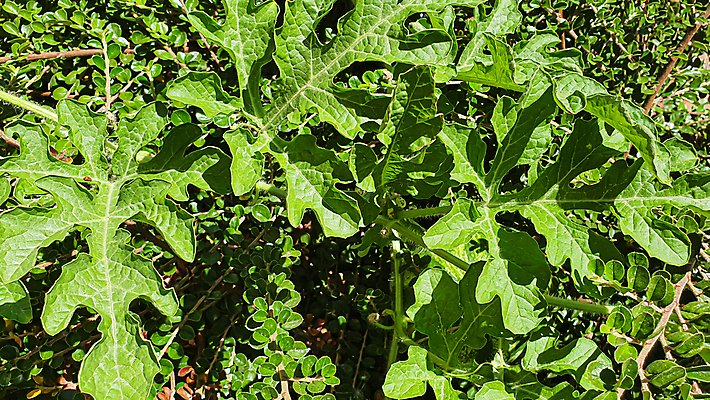포토 JPG 해외이미지 어린이 백그라운드 컨셉 패턴 곡선 창문 자연 탁자 표면 추상 새로움 바닥 프레임 서기 웃음 사람없음 장식 울타리 갈색 어둠 골동품 시골 판넬 매끈함 자르기 질감 복고 엽서 라이터 잡동사니 옛날 그리너리 해외포토 선 컬러 가구 무늬 모션 표정 사람 담장 감각 편지 생태계 파일형식 트랜드컬러 이미지허브