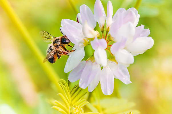 포토 JPG 해외이미지 동물 꽃 야생동물 곤충 자연 사람없음 초록색 여름 노란색 검은색 젖음 작음 수분 벌 꽃가루 꿀 꽃수술 호박벌 해외포토 식물 계절 컬러 벌_곤충 크기 가루 생태계 파일형식 이미지허브
