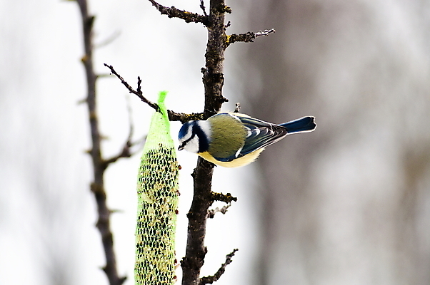 포토 JPG 해외이미지 나무 동물 1 남자 야생동물 음식 겨울 자연 조류 씨앗 사람없음 목재 초록색 파란색 컬러풀 갈색 노란색 정원 추위 흰색 나뭇가지 작음 먹기 기아 깃털 싱글 부리 서식지 내추럴 수유 해외포토 식물 계절 컬러 재료 모션 사람 크기 사회이슈 생태계 파일형식 이미지허브