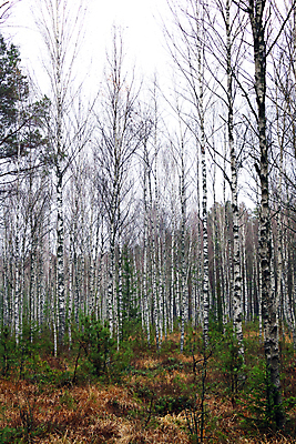 포토 JPG 해외이미지 나무 식물 계절 공원 호수 백그라운드 잎 자연 하늘 아침 프레임 갈대 풍경 사람없음 야외 목재 초록색 물 파란색 빛 햇빛 태양 환경 침묵 거울 젖음 추위 안개 가을 황무지 숲 9월 11월 장면 공상 자작나무 10월 내추럴 뿌연 해외포토 주간 자연요소 공공시설 컬러 재료 날씨 소리 날짜 생태계 파일형식 이미지허브