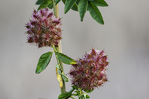 포토 JPG 해외이미지 식물 꽃 잎 다이어트 자연 사람없음 목재 초록색 파란색 약 정원 보라색 들꽃 벚꽃 차 달콤 약초 자르기 허브 관목 뿌리 조제 무료 약사 해외포토 나무 음료 컬러 재료 의학 모션 건강 풀_식물 맛 생태계 만들기 파일형식 이미지허브