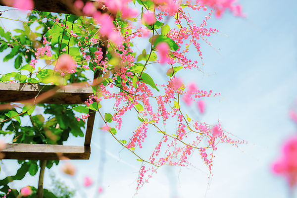 포토 JPG 해외이미지 나무 식물 공원 꽃 줄기 분홍색 백그라운드 잎 겨울 꽃무늬 가족 자연 하늘 잔디 사람없음 목재 장식 초록색 여름 파란색 울타리 컬러풀 햇빛 정원 보라색 봄 벚꽃 가을 흰색 신선 개화 숲 메밀 관목 원예 아이비 내추럴 뒤뜰 해외포토 계절 공공시설 컬러 무늬 식재료 재료 관계 취미 담장 태양 생태계 파일형식 이미지허브