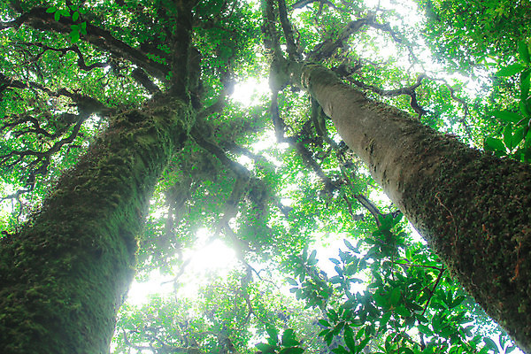 포토 JPG 해외이미지 나무 공원 잎 자연 하늘 풍경 사람없음 목재 초록색 여름 햇빛 봄 나뭇가지 숲 큼 나무껍질 내추럴 옛날 해외포토 식물 계절 공공시설 컬러 재료 태양 껍질 크기 생태계 파일형식 이미지허브