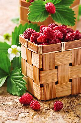 포토 JPG 해외이미지 식물 계절 열매 꽃 음식 잎 과일 딸기 사람없음 여름 바구니 정원 신선 달콤 맛 작음 가득함 유기농 내추럴 숙성 채식주의자 해외포토 웰빙 컨셉 크기 채식 파일형식 이미지허브