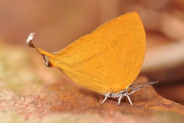 포토 JPG 해외이미지 식물 동물 계절 공원 꽃잎 꽃 분홍색 나비 곤충 백그라운드 잎 꽃무늬 패턴 신체 오렌지 자연 사람없음 야외 세로 초록색 빛 컬러풀 햇빛 노란색 귀여움 정원 봄 벚꽃 최고 우아함 닫기 벌레 숲 만족 싱글 원예 거인 내추럴 동물상 해외포토 공공시설 감정 컬러 컨셉 무늬 과일 모션 취미 태양 조형물 생태계 파일형식 이미지허브