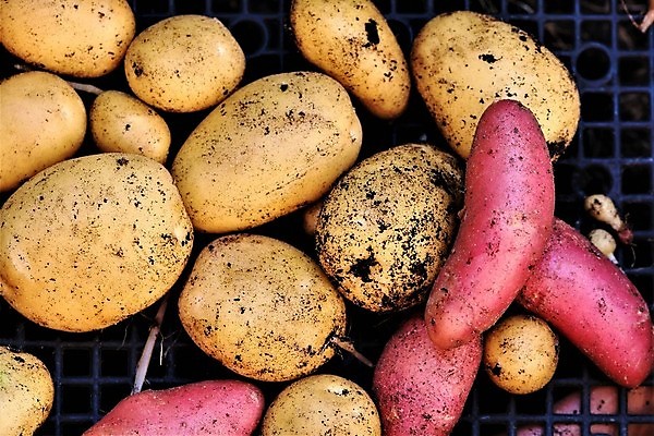 포토 JPG 해외이미지 계절 지구 음식 농업 자연 감자 사람없음 야외 빨간색 노란색 수확 시골 유기농 내추럴 해외포토 웰빙 산업 컬러 채소 생태계 파일형식 이미지허브