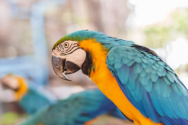 포토 JPG 해외이미지 동물 조류 동물원 사람없음 앵무새 해외포토 파일형식 이미지허브