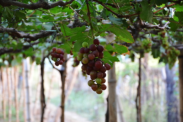 포토 JPG 해외이미지 식물 아시아 음식 잎 과일 자연 포도 디저트 매달리기 씨앗 사람없음 초록색 농장 보라색 주스 시골 신선 원형 선택 먹기 토막 내추럴 해외포토 도형 나라 음료 컬러 컨셉 농업 모션 생태계 파일형식 이미지허브
